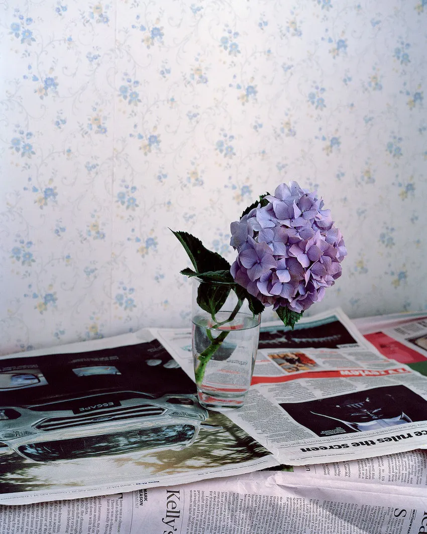 Hydrangea, Ohope, New Zealand by Harry Culy