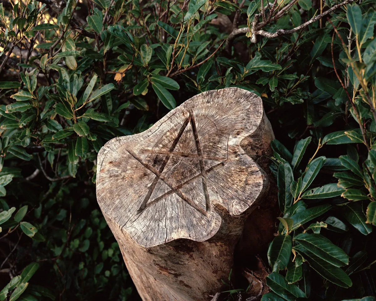 Tree Stump, Brooklyn, New Zealand by Harry Culy