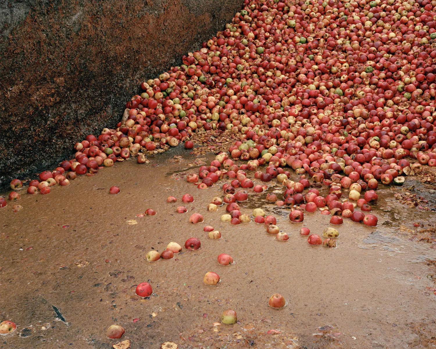 Apples, Whakatu by Harry Culy