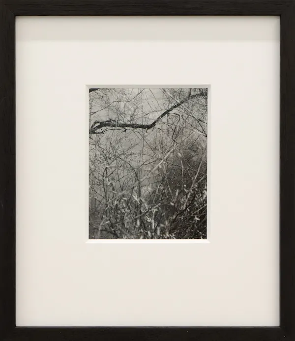 Untitled (Tangle), Tokaanu by Harry Culy