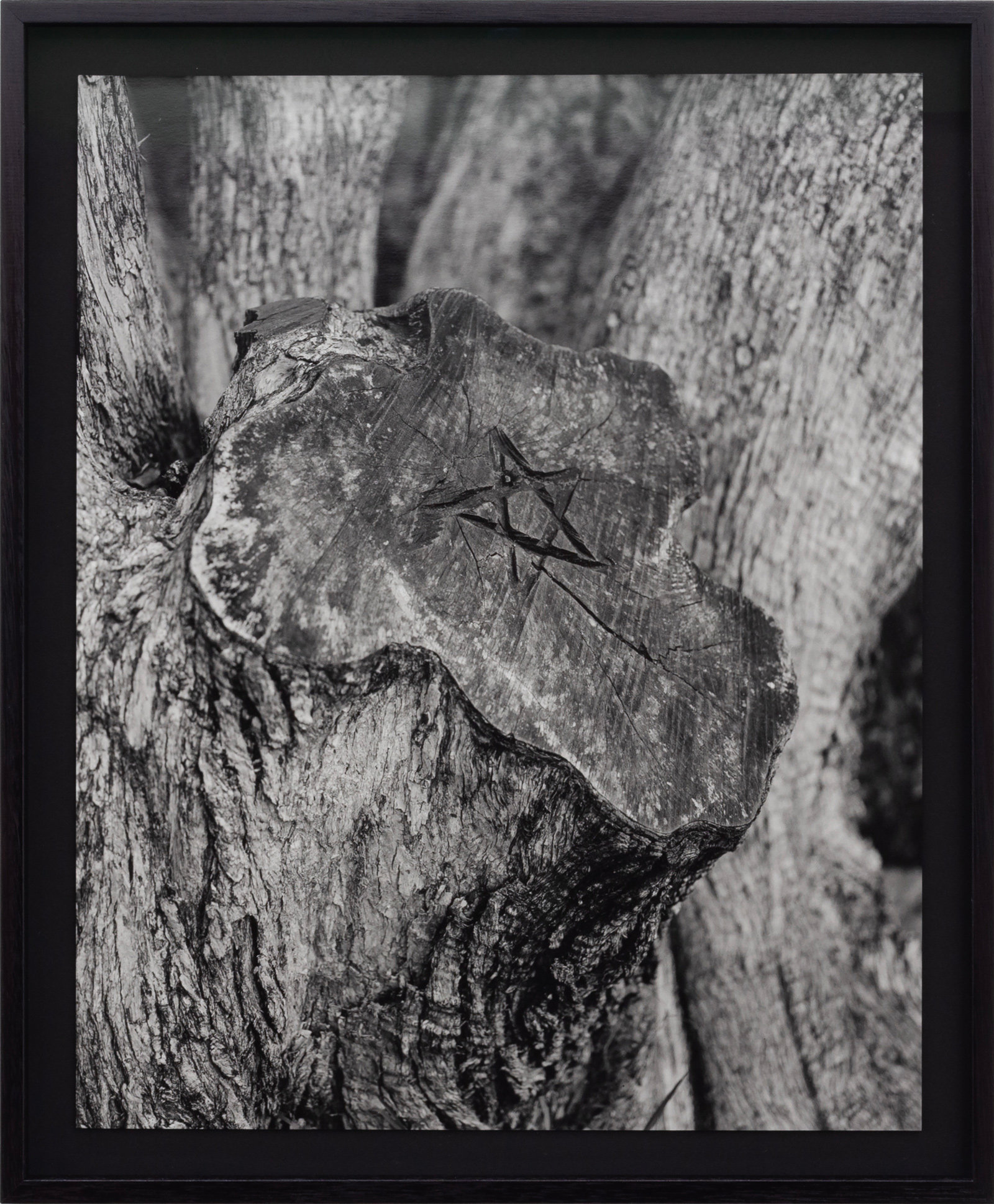 Untitled (Tree Stump II) by Harry Culy