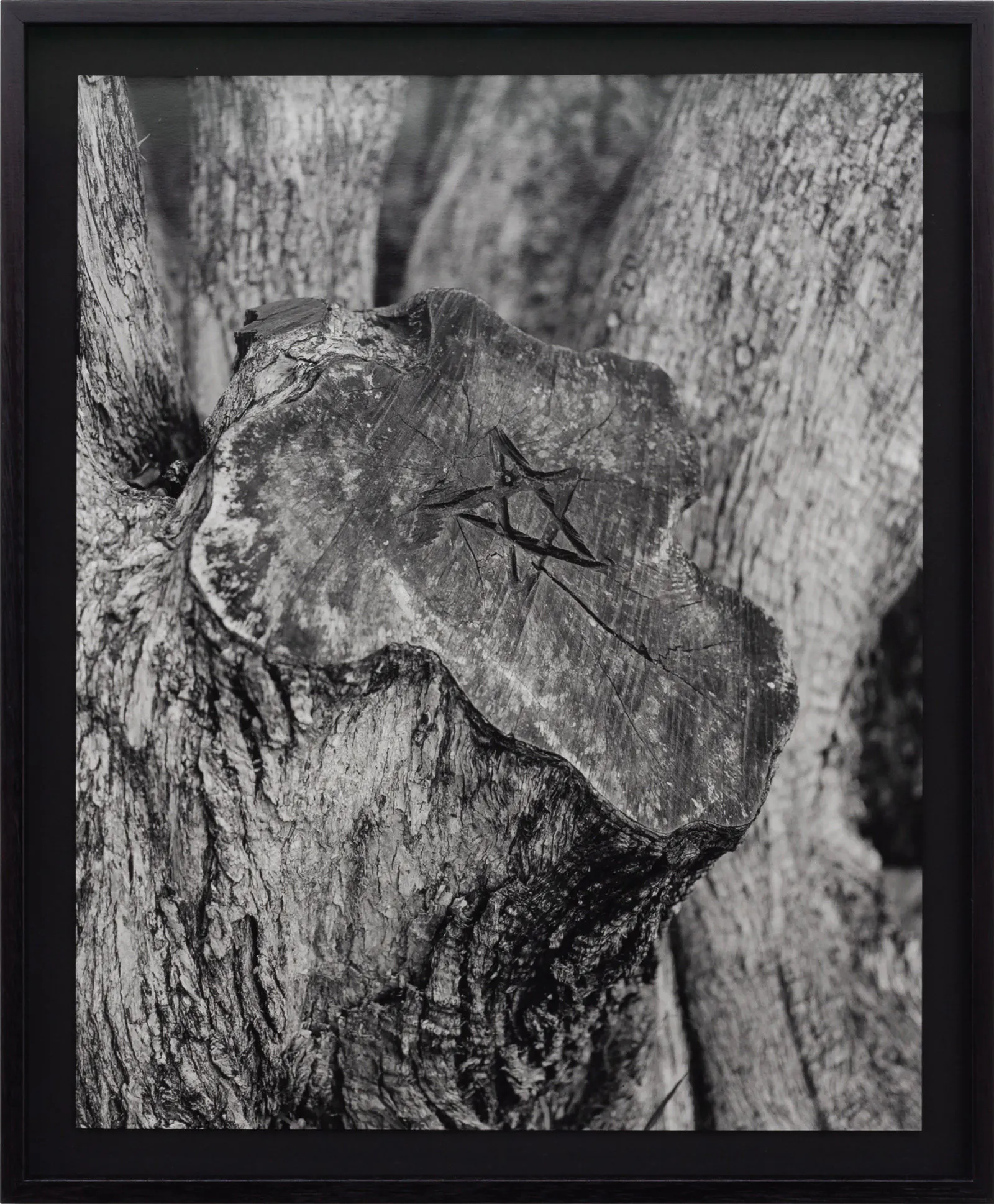 Untitled (Tree Stump II) by Harry Culy