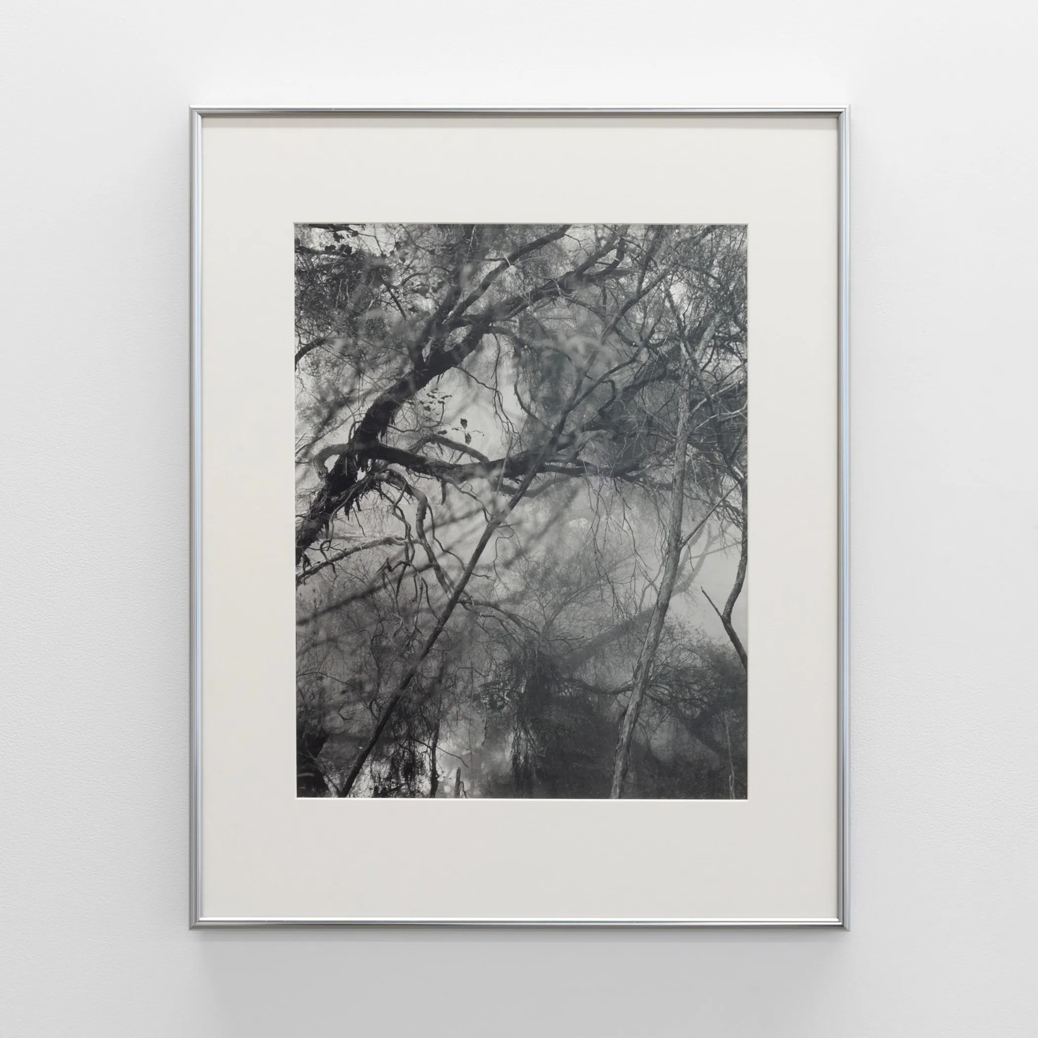 Untitled (trees and pools) by Harry Culy