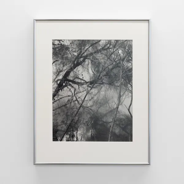 Untitled (trees and pools) by Harry Culy