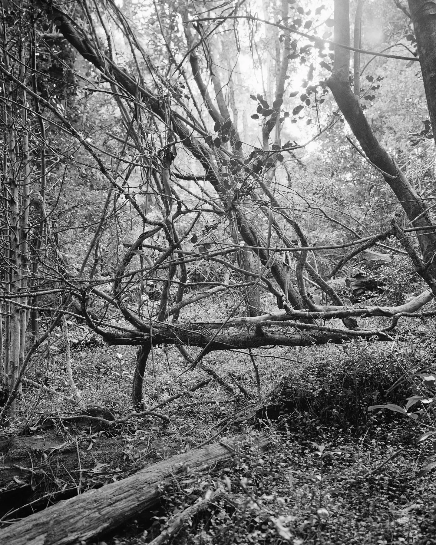 Untitled (Vines II) by Harry Culy