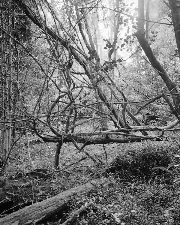 Untitled (Vines II) by Harry Culy