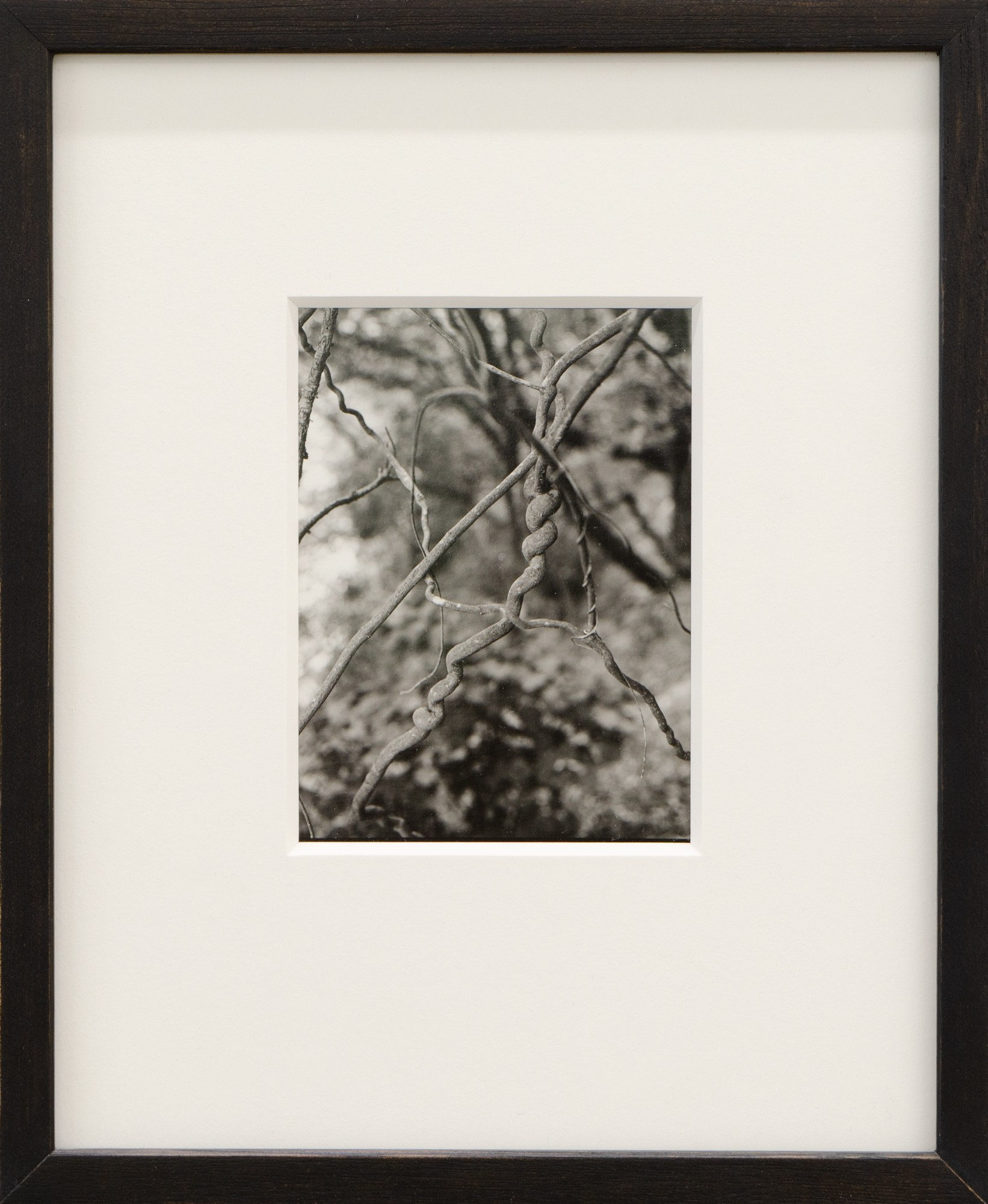 Untitled (Vines), Wellington by Harry Culy