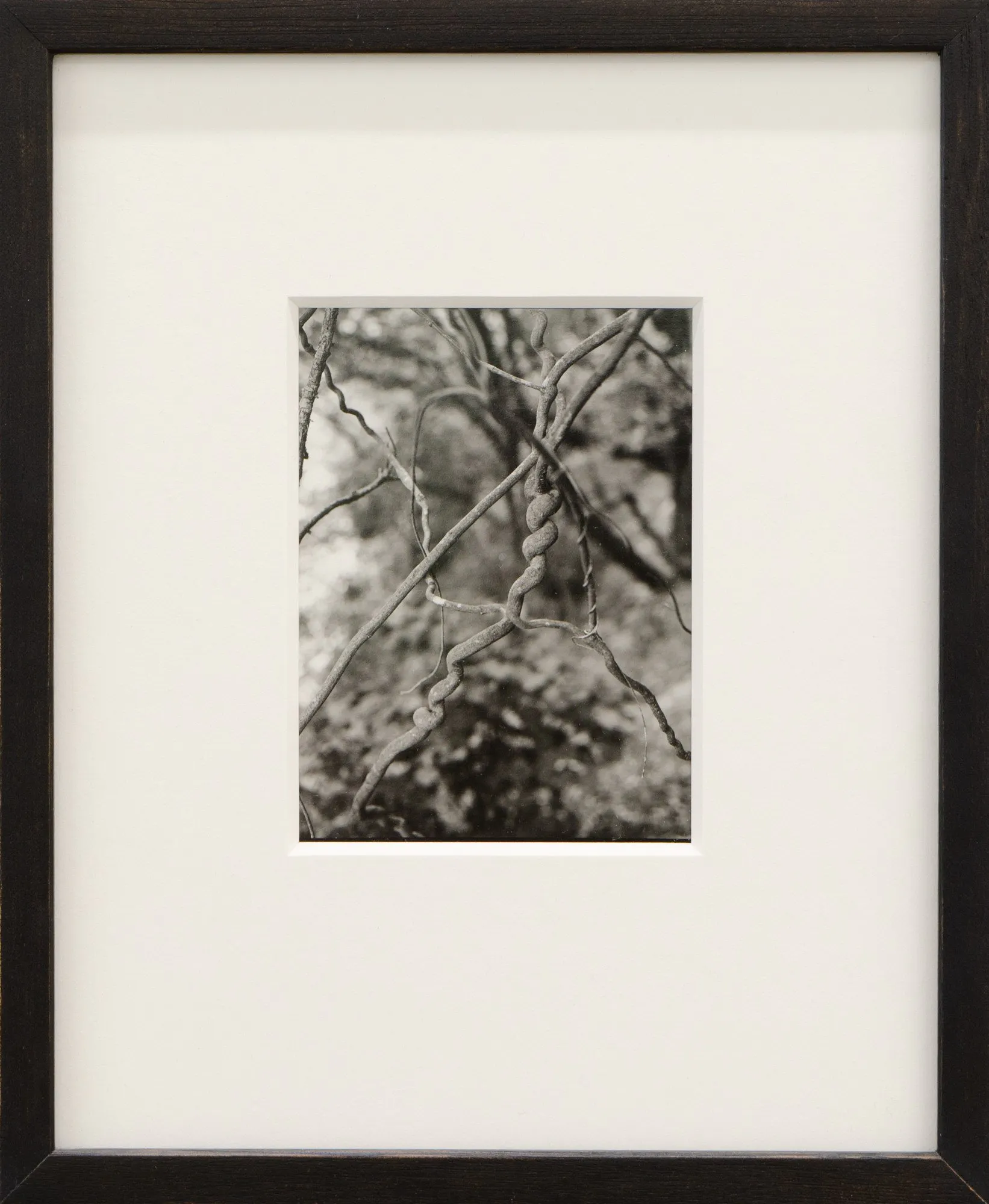 Untitled (Vines), Wellington by Harry Culy