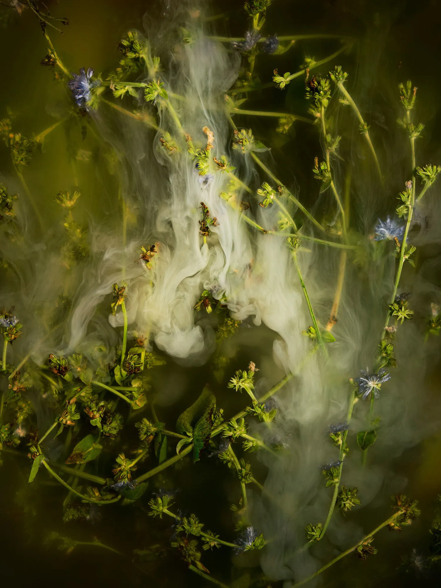All the blue flowers follow the sun (chicory, succory, blue sailors, coffeeweed, wild succory, blue daisy, blue dandelion, blue sailors, blueweed, bunk, coffeeweed, cornflower, hendibeh, horseweed, ragged sailors, succory, wild bachelor's buttons, and wild endive) by Ann Shelton