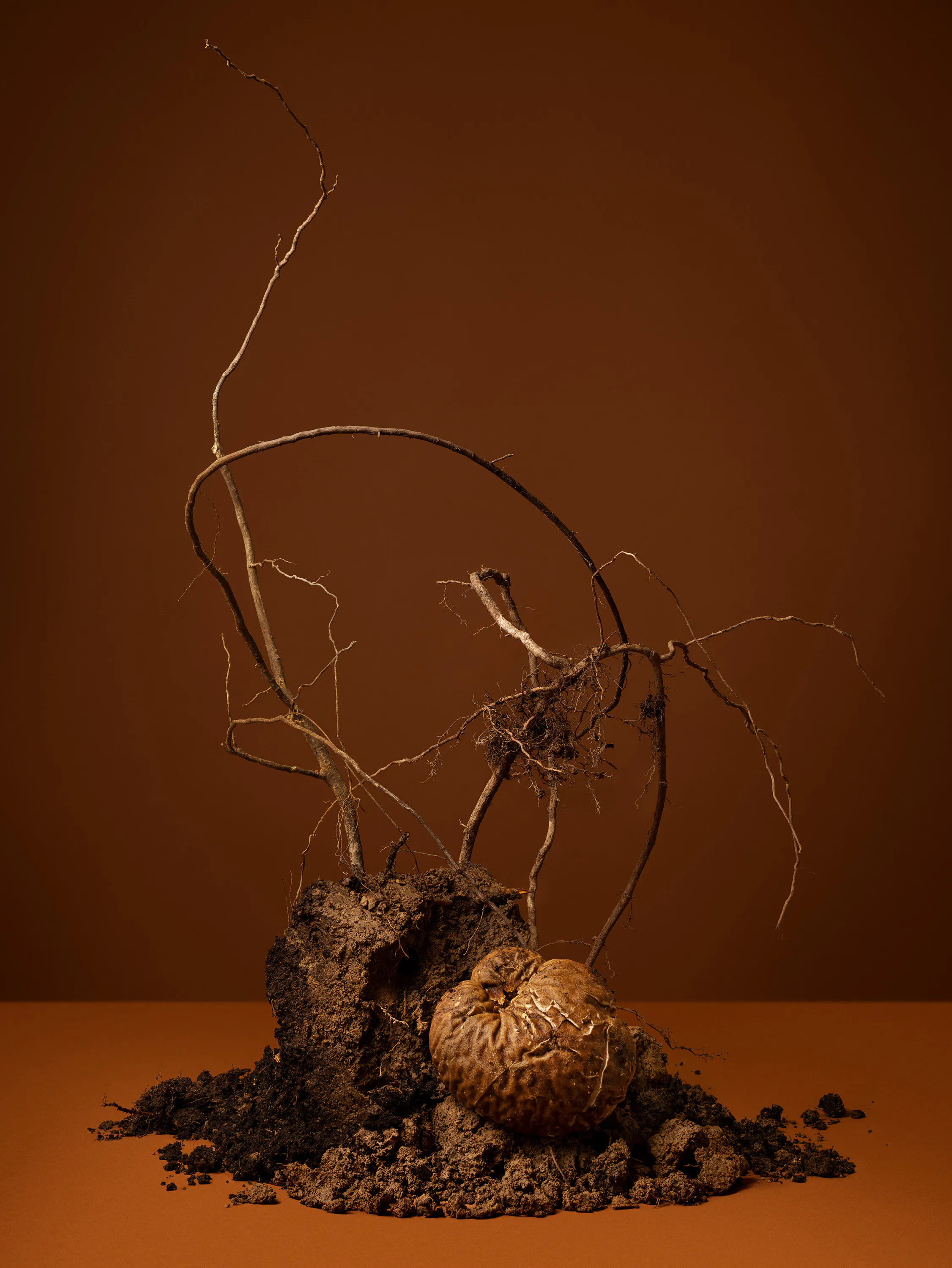 All the herbalists and I are root diggers (Roots, Root Diggers, Wortcunners, Root Men, Root Maids) by Ann Shelton