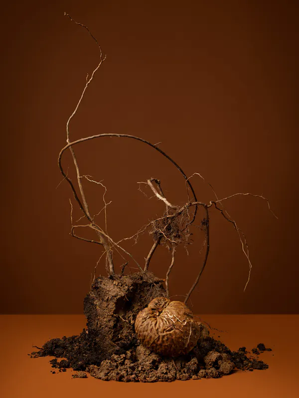 All the herbalists and I are root diggers (Roots, Root Diggers, Wortcunners, Root Men, Root Maids) by Ann Shelton