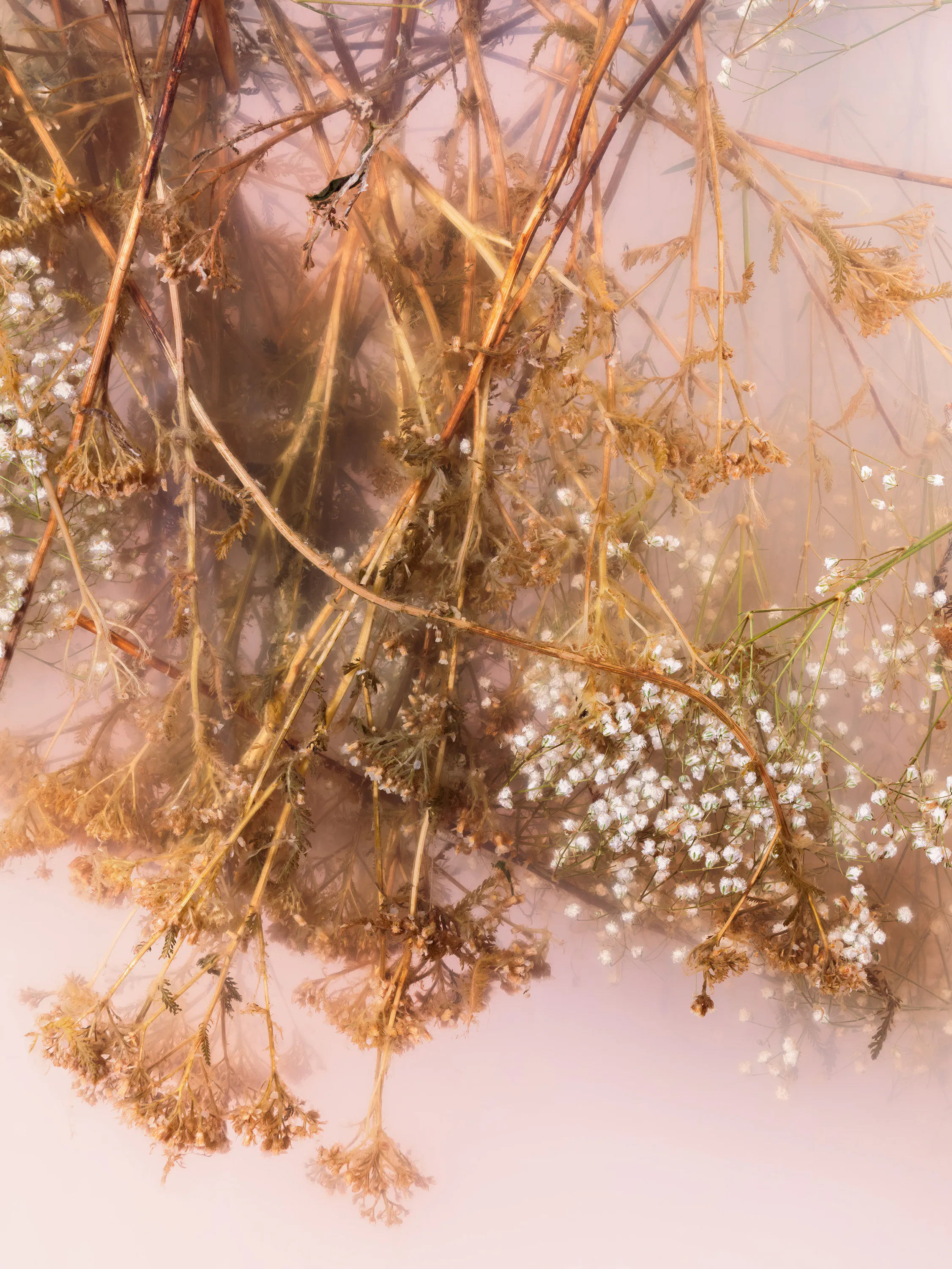 And as she said thanks and spoke spells (Archillia, Yarrow, Old Man's Pepper, Devil's Nettle, Sanguinary, Milfoil, Soldier’s Woundwort, Thousand Seal, Bad Man’s Plaything, Carpenter’s Weed, Gearwe, Hundred Leaved Grass, Knight’s Milfoil, Millefolium, Nosebleed, Herbe Militaris, Staunchweed) by Ann Shelton