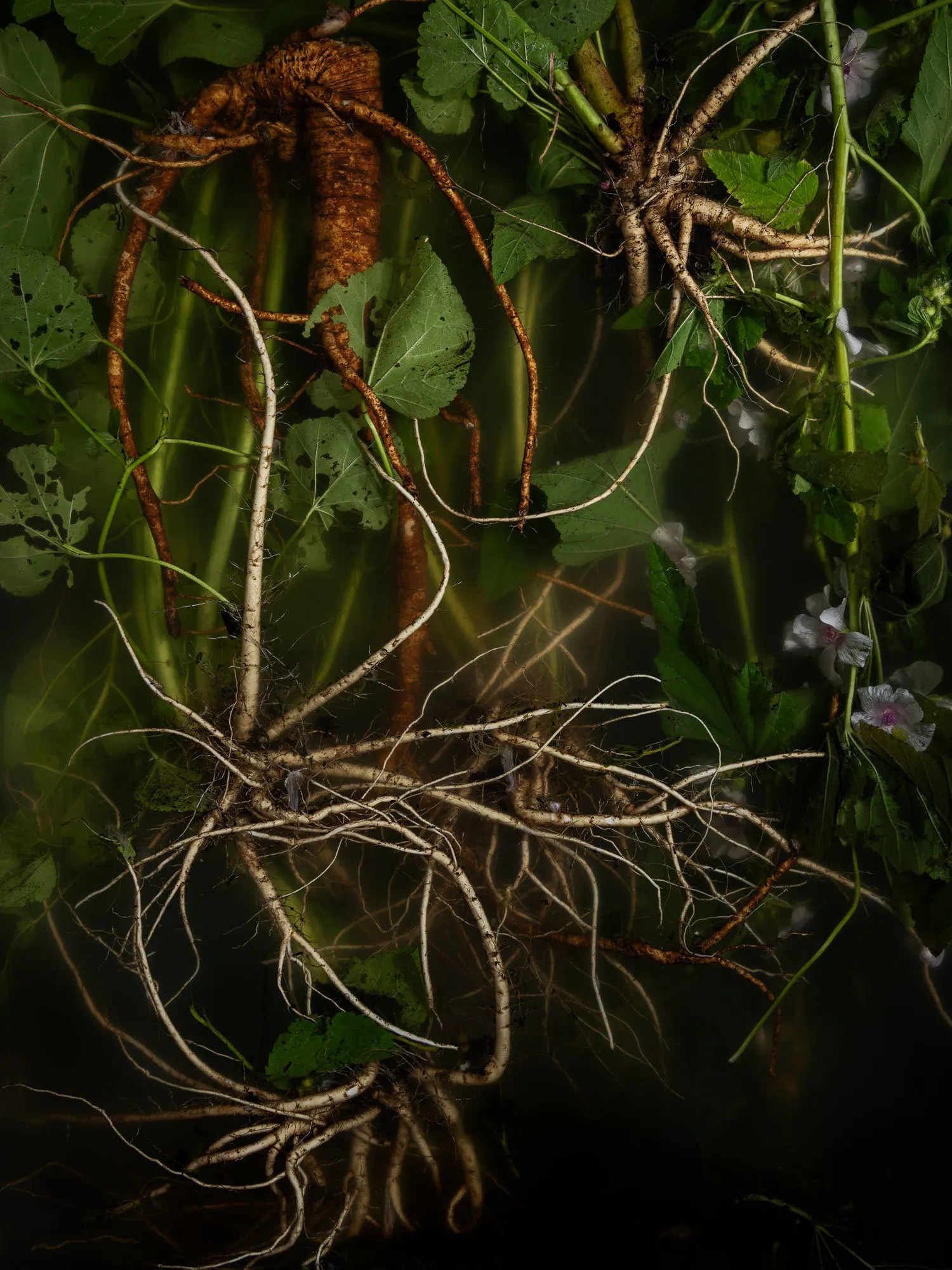 A healer's name, (marshmallow, sweet weed, mallow, mallards, mauls, ketmia, schloss tea, cheeses, mortification root, white mallow, altheia) by Ann Shelton