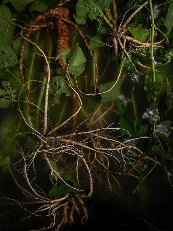 A healer's name, (marshmallow, sweet weed, mallow, mallards, mauls, ketmia, schloss tea, cheeses, mortification root, white mallow, altheia) by Ann Shelton