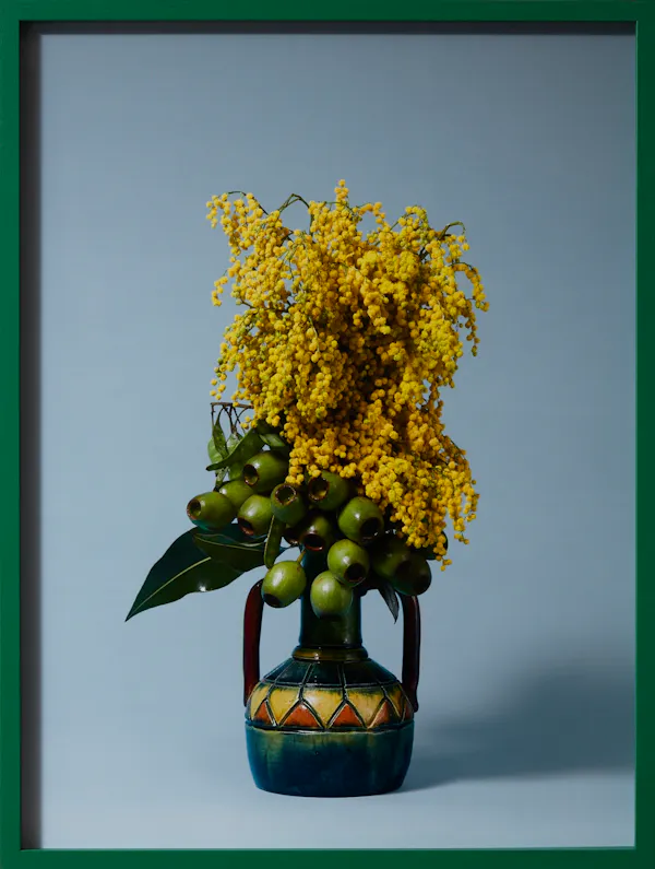 The Banshee, Golden Wattle (Acacia pycnantha sp.) by Ann Shelton