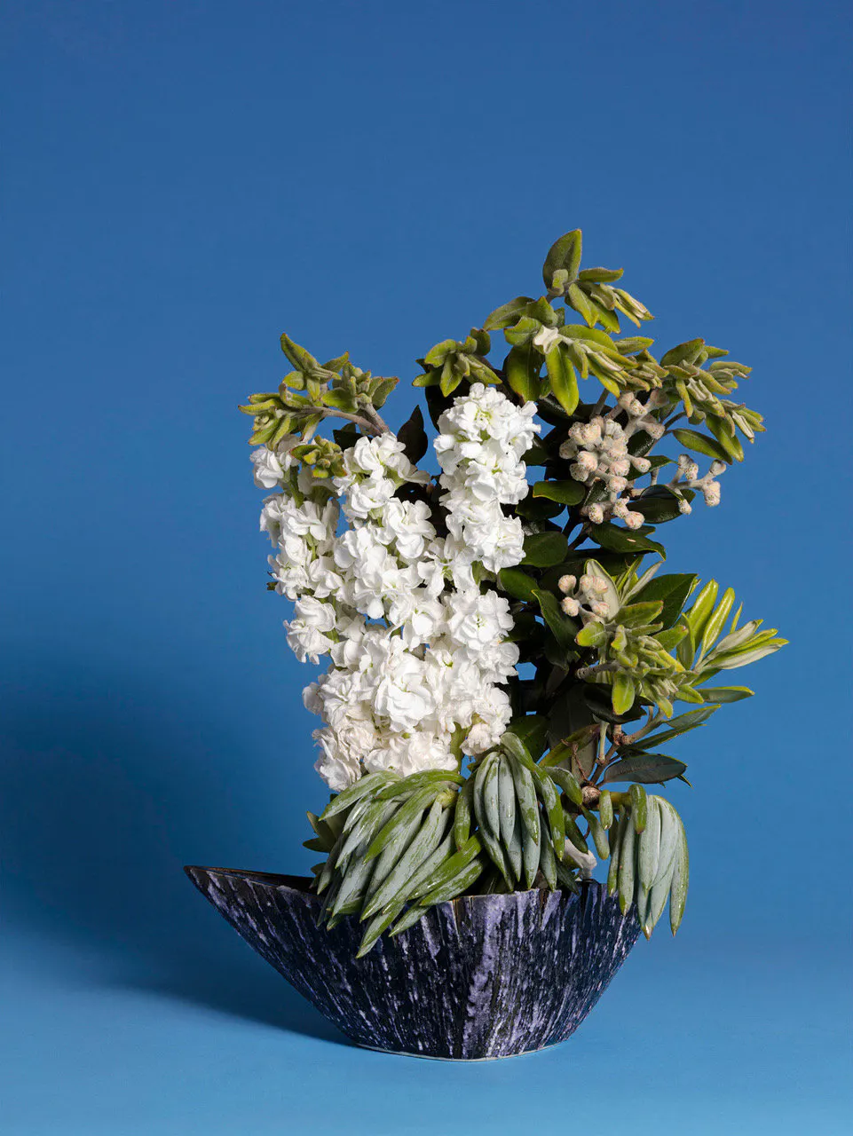 The Comfort Woman, Stock (Matthiola sp.) by Ann Shelton
