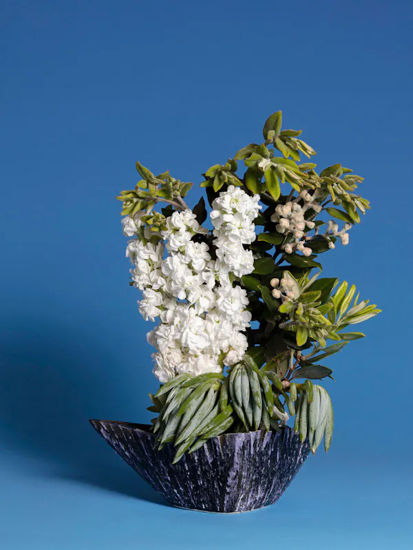 The Comfort Woman, Stock (Matthiola sp.) by Ann Shelton