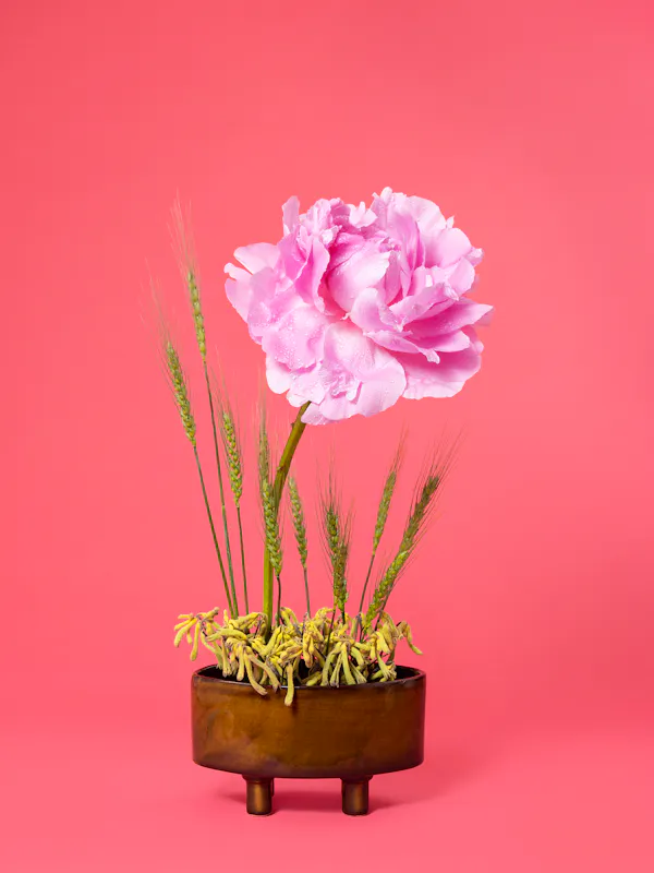 The Congress Woman, Peony (Paeonia sp.) by Ann Shelton