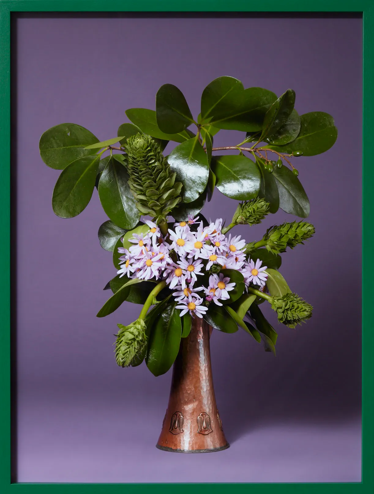 The Debutante, Pink Ragwort (Senecio glastifolius sp.) by Ann Shelton