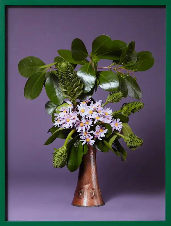 The Debutante, Pink Ragwort (Senecio glastifolius sp.) by Ann Shelton