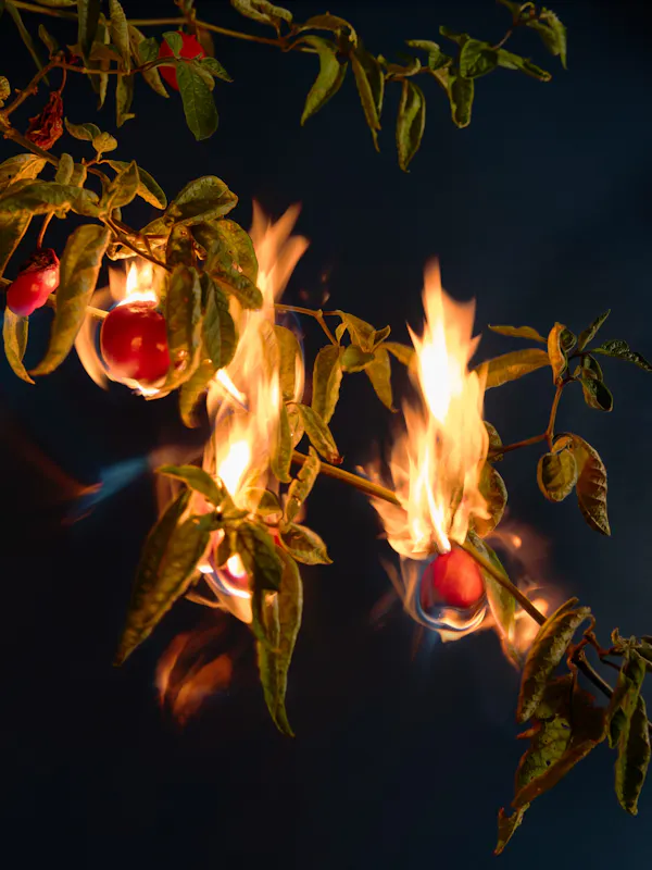 Burning and cleansing (chilli pepper, aji, axi, achi, hot pepper, cayenne pepper, bird's eye chilli, and bird pepper) by Ann Shelton