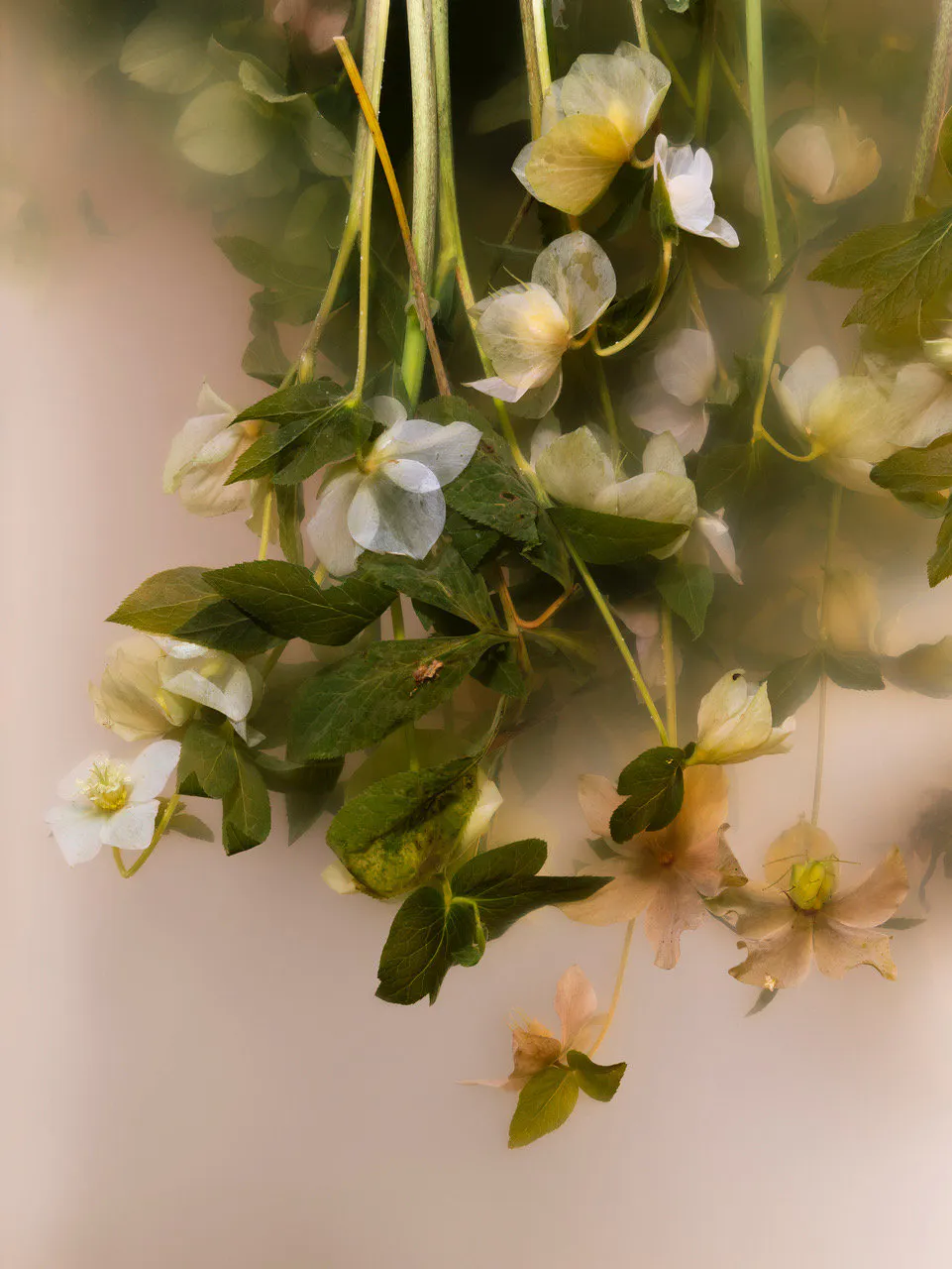 Food of injury and madness (hellebore, christe herbe, christmas rose, melampode, melampodium, black hellebore, lenten Rose) by Ann Shelton