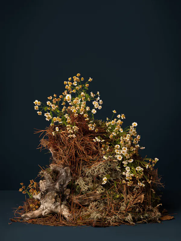 Just like her grandmother’s grandmother (Feverfew, Santa Maria, Flirtwort, Feddygen Fenyw, Gande Chamomile) by Ann Shelton