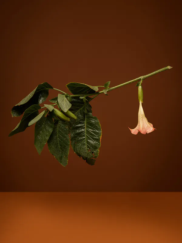 On certain days or nights she anoints a staff and rides (Brugmansia, Angels Trum- pet, Snowy Angel’s Trumpet, Angel's Tears, Datura [misleading]) by Ann Shelton