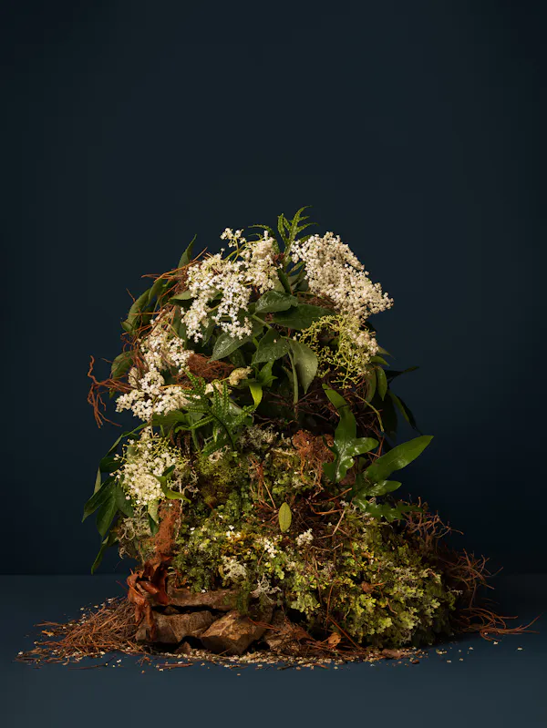 Once upon a time forest floor (Elder, Black Elder, Boor Tree, Elderberry, Elder Bush, Pipe Tree, European Elderberry, Bour Tree, Hylder, Hylantree, Eldrum, Hollunder, Su- reau, Hildemoer, Lady Ellhorn, Sweet Elder) by Ann Shelton