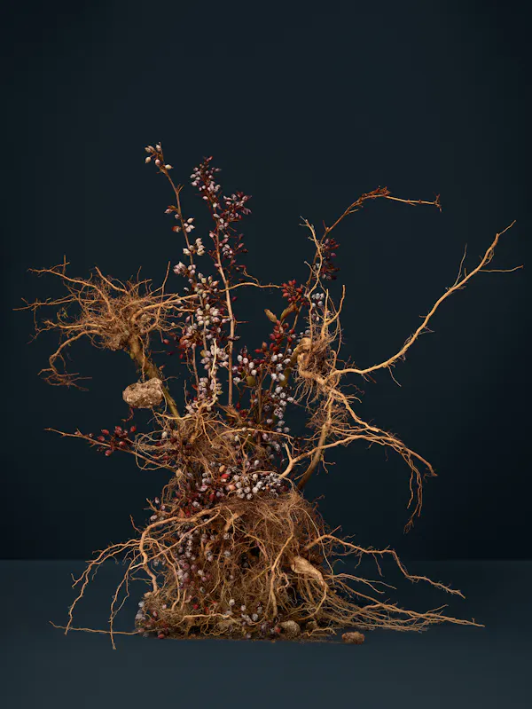 She addressed the tree with the respectful name (Sloe Berry, Blackthorn, Spiny Shrub, Mother of the Wood, Wishing Thorn) by Ann Shelton