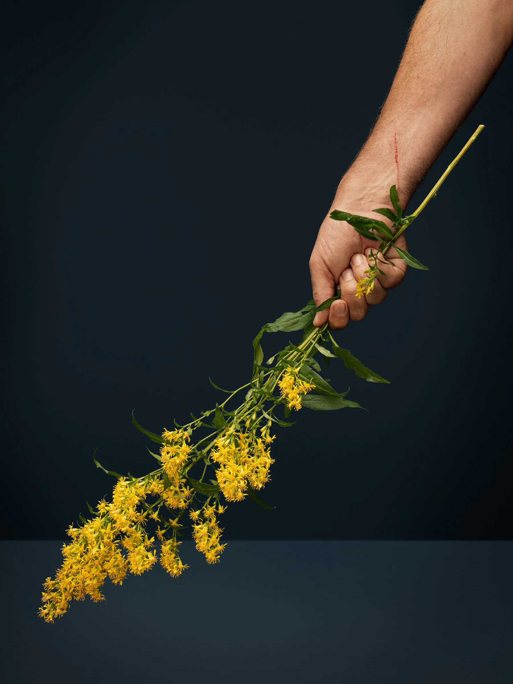 She consolidates wounds (goldenrod, solidago, wound weed, heathen woundwort, unsegenkraut, verge d’or, goldruthe, woundwort, Aaron’s rod, wunderkraut) by Ann Shelton