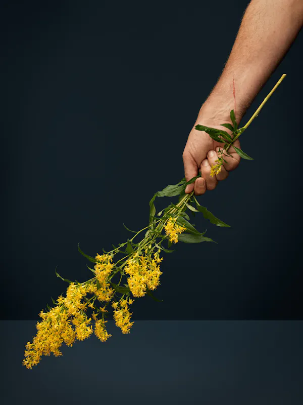 She consolidates wounds (goldenrod, solidago, wound weed, heathen woundwort, unsegenkraut, verge d’or, goldruthe, woundwort, Aaron’s rod, wunderkraut) by Ann Shelton