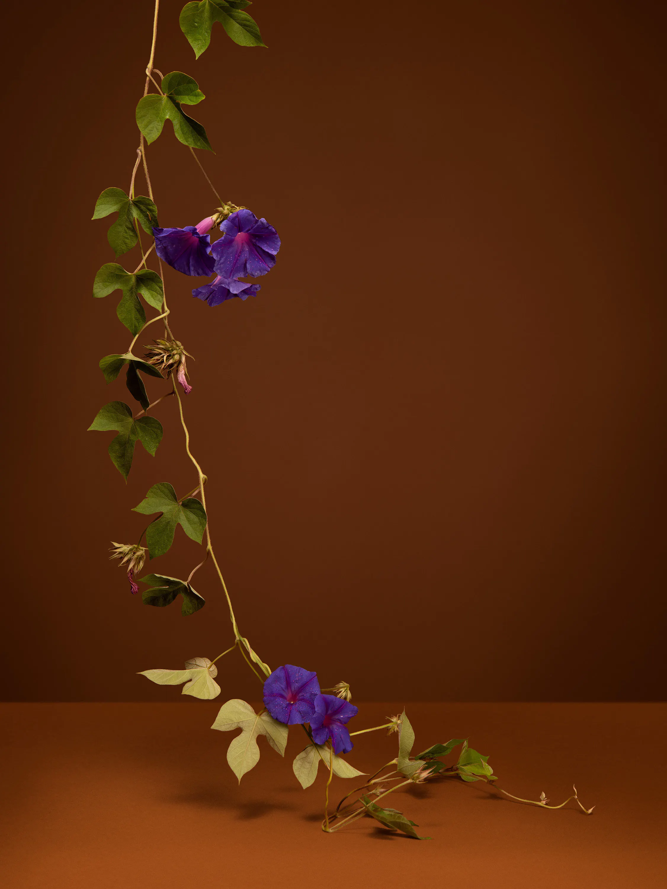 She thinks the plants (Morning Glory, Bind- weed) by Ann Shelton