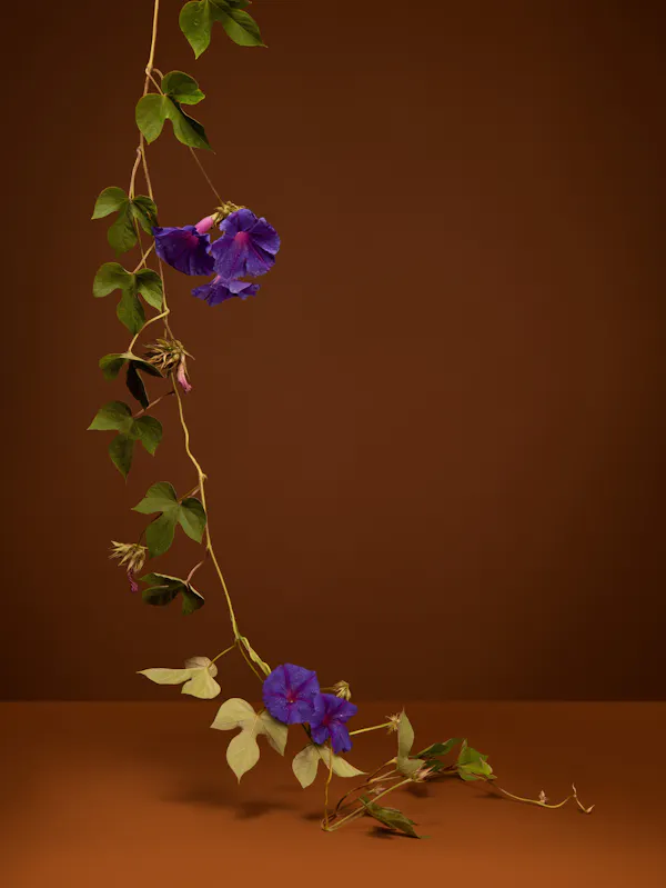 She thinks the plants (Morning Glory, Bind- weed) by Ann Shelton
