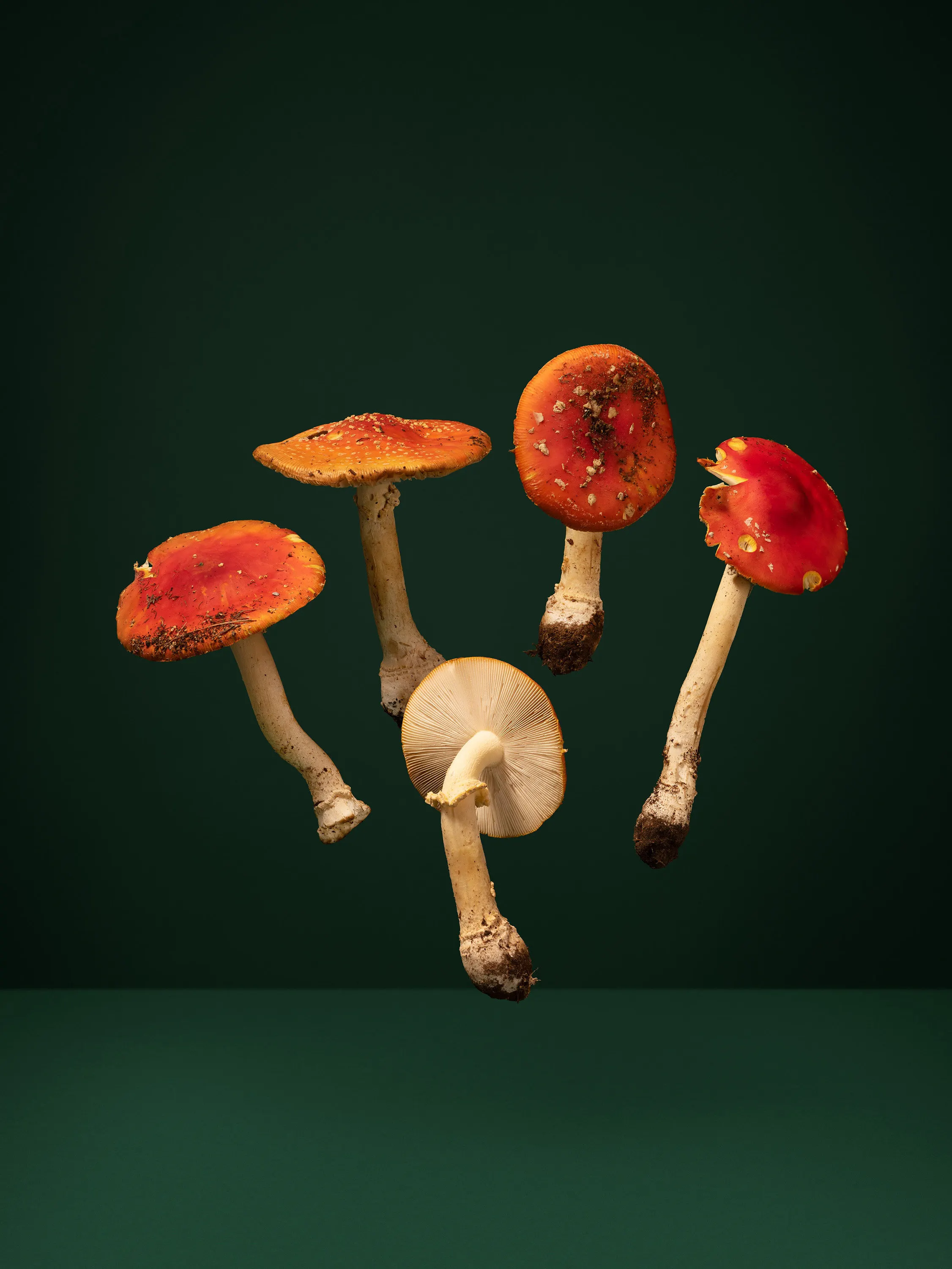 Shine even into its darkest winter (Fly Agaric) by Ann Shelton