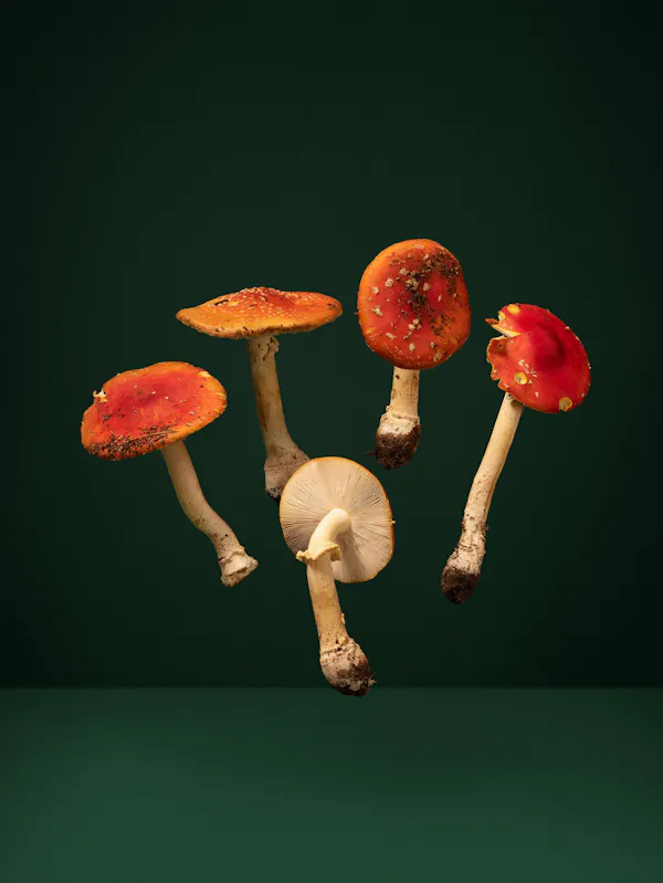 Shine even into its darkest winter (Fly Agaric) by Ann Shelton