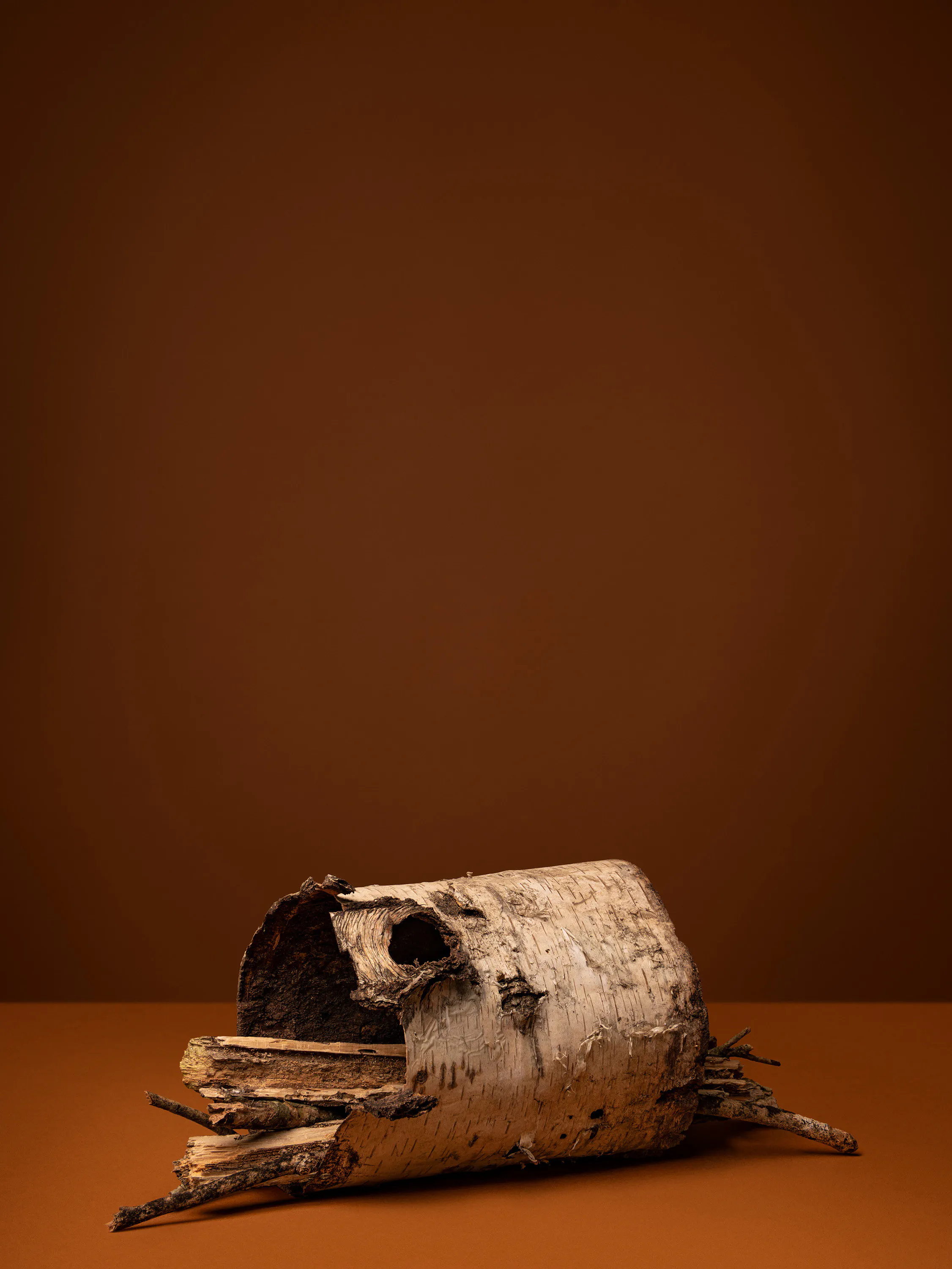 Sweeping her rooms and sacred places (Birch, Beithe, White Birch, Bouleau, Be- reza, Lady of the Woods) by Ann Shelton
