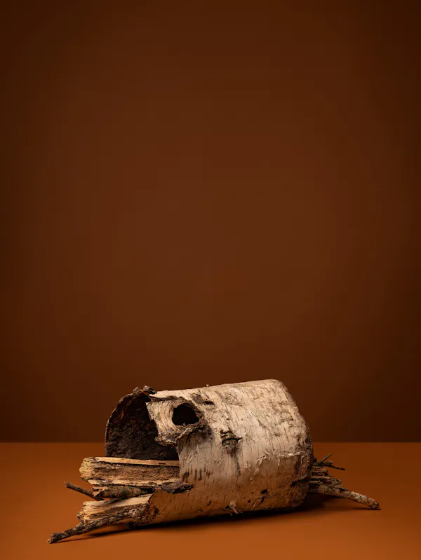Sweeping her rooms and sacred places (Birch, Beithe, White Birch, Bouleau, Be- reza, Lady of the Woods) by Ann Shelton