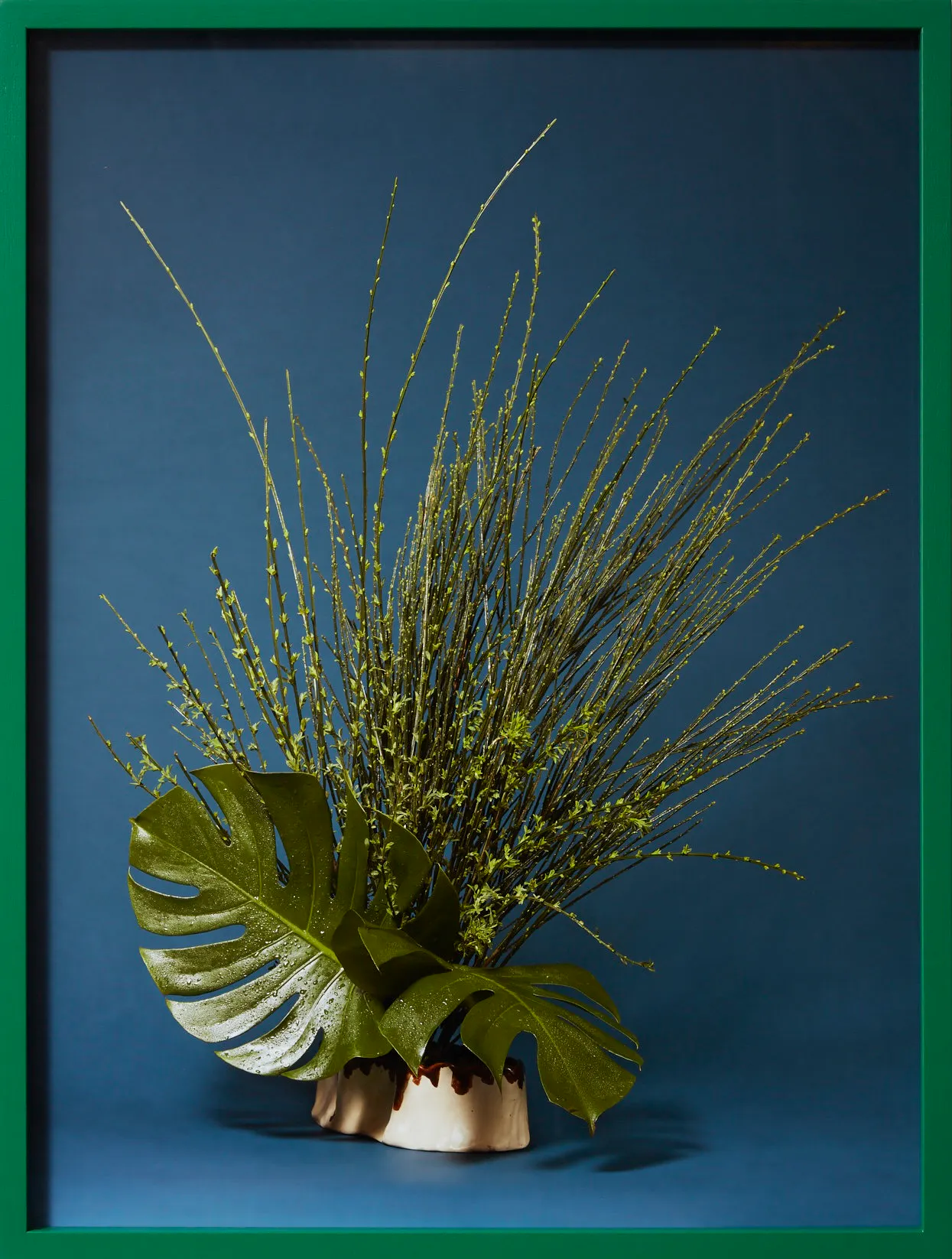 The House Keeper, Broom (Cytisus scoparius sp.) by Ann Shelton