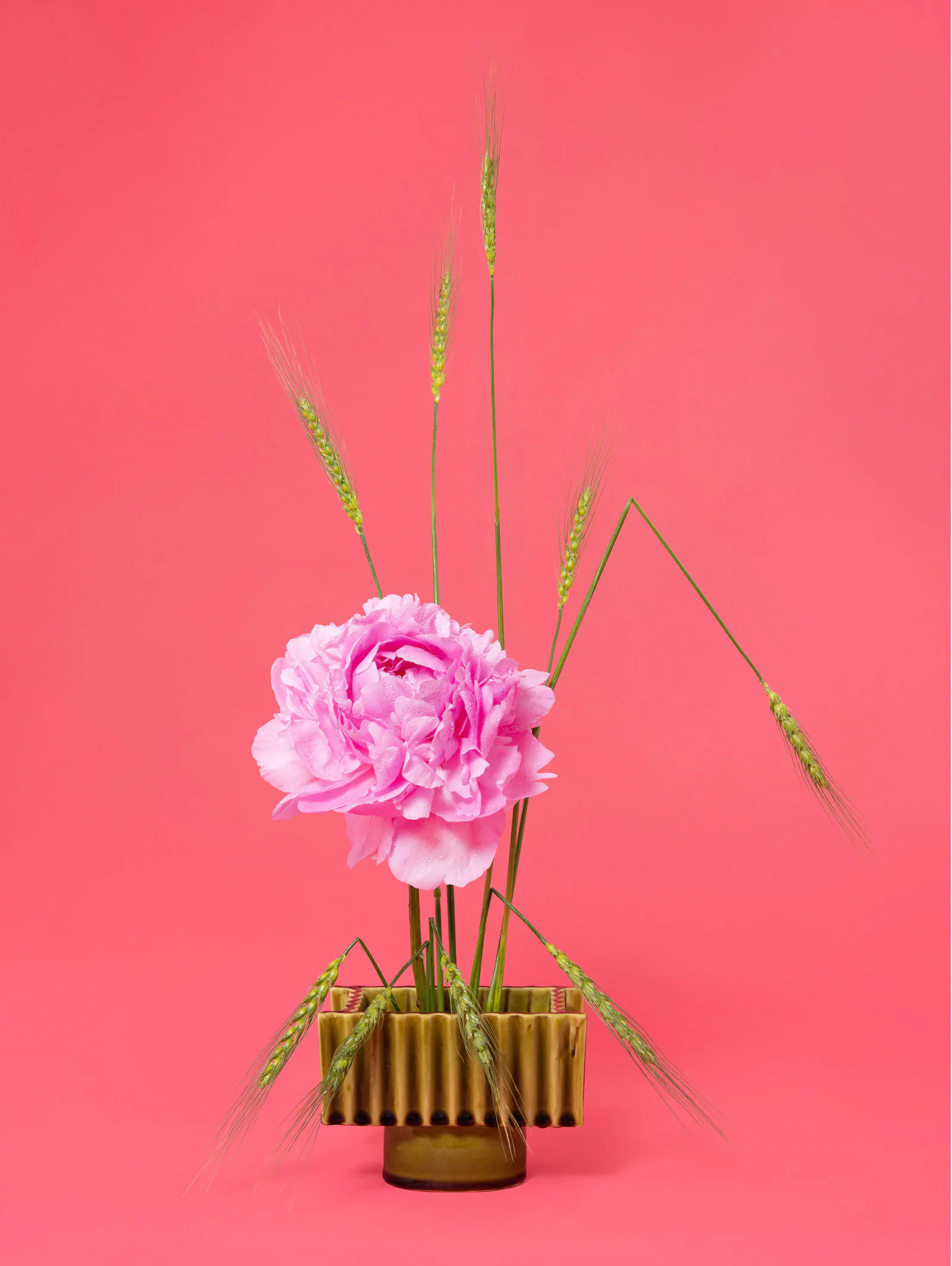 The Influencer, Peony (Paeonia Sp.) by Ann Shelton