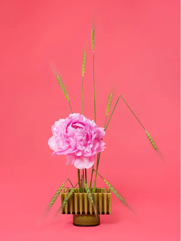 The Influencer, Peony (Paeonia Sp.) by Ann Shelton