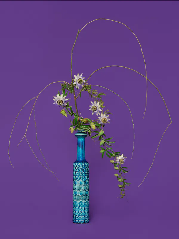 The Justice, Willow (Salicaceae sp.) by Ann Shelton