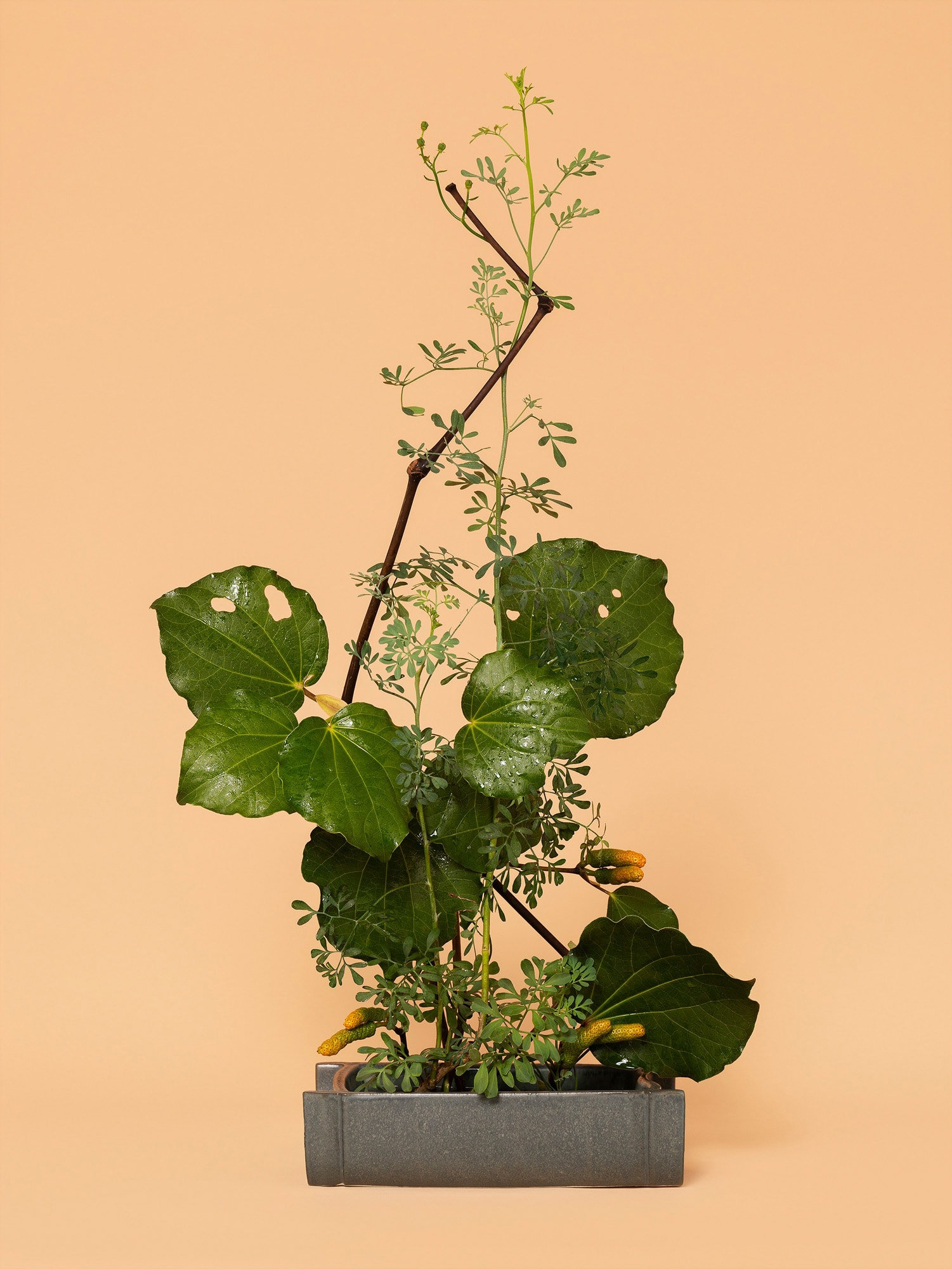 The Mother, Rue (Ruta sp.) by Ann Shelton