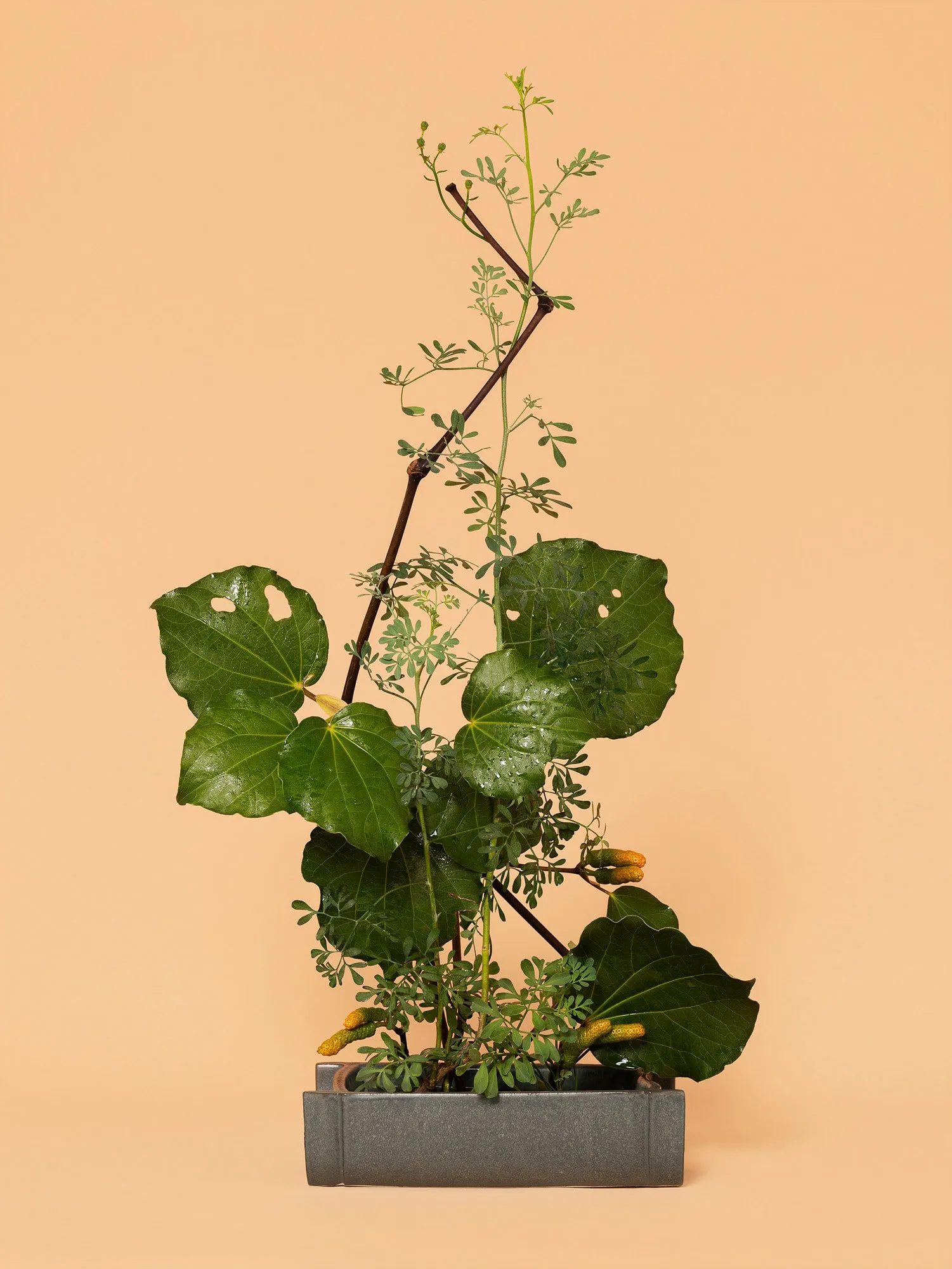The Mother, Rue (Ruta sp.) by Ann Shelton