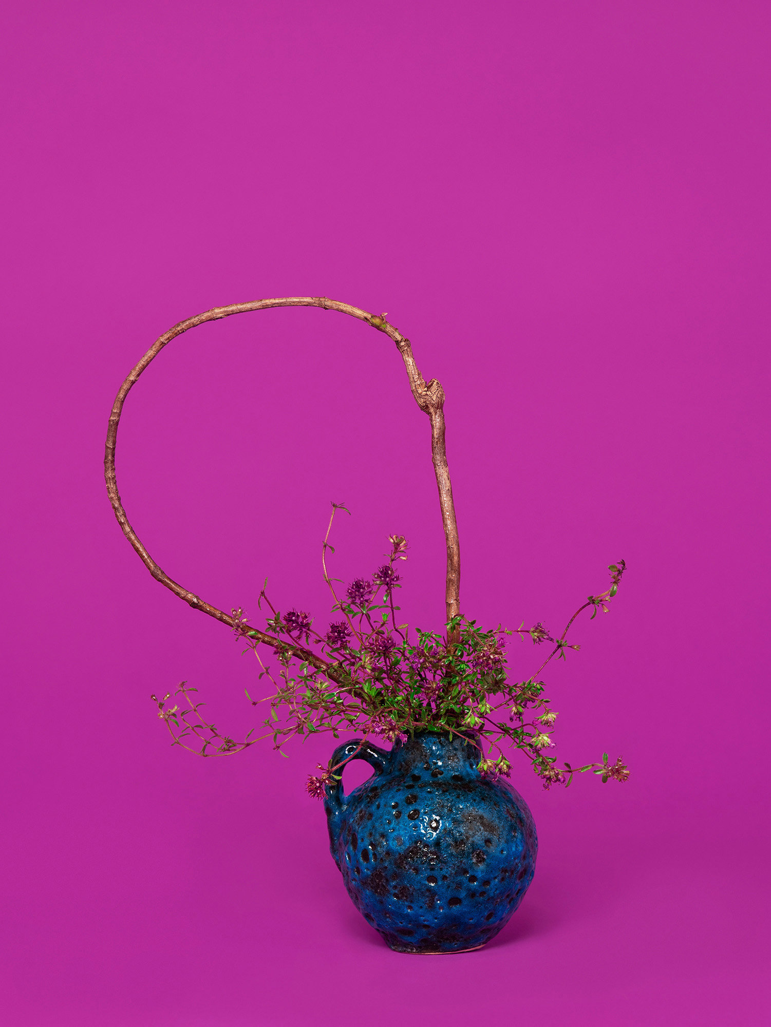 The Oracle, Thyme (Thymus sp) by Ann Shelton