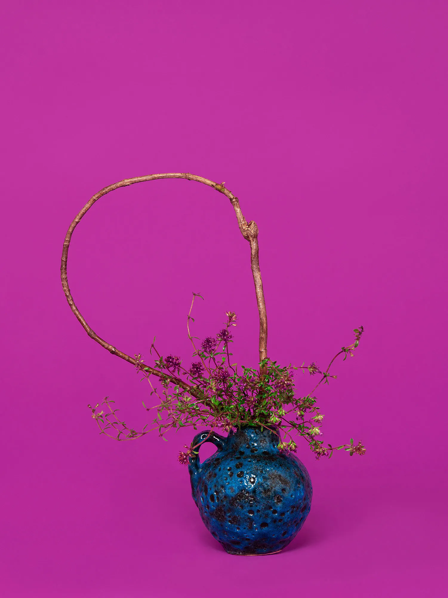 The Oracle, Thyme (Thymus sp) by Ann Shelton