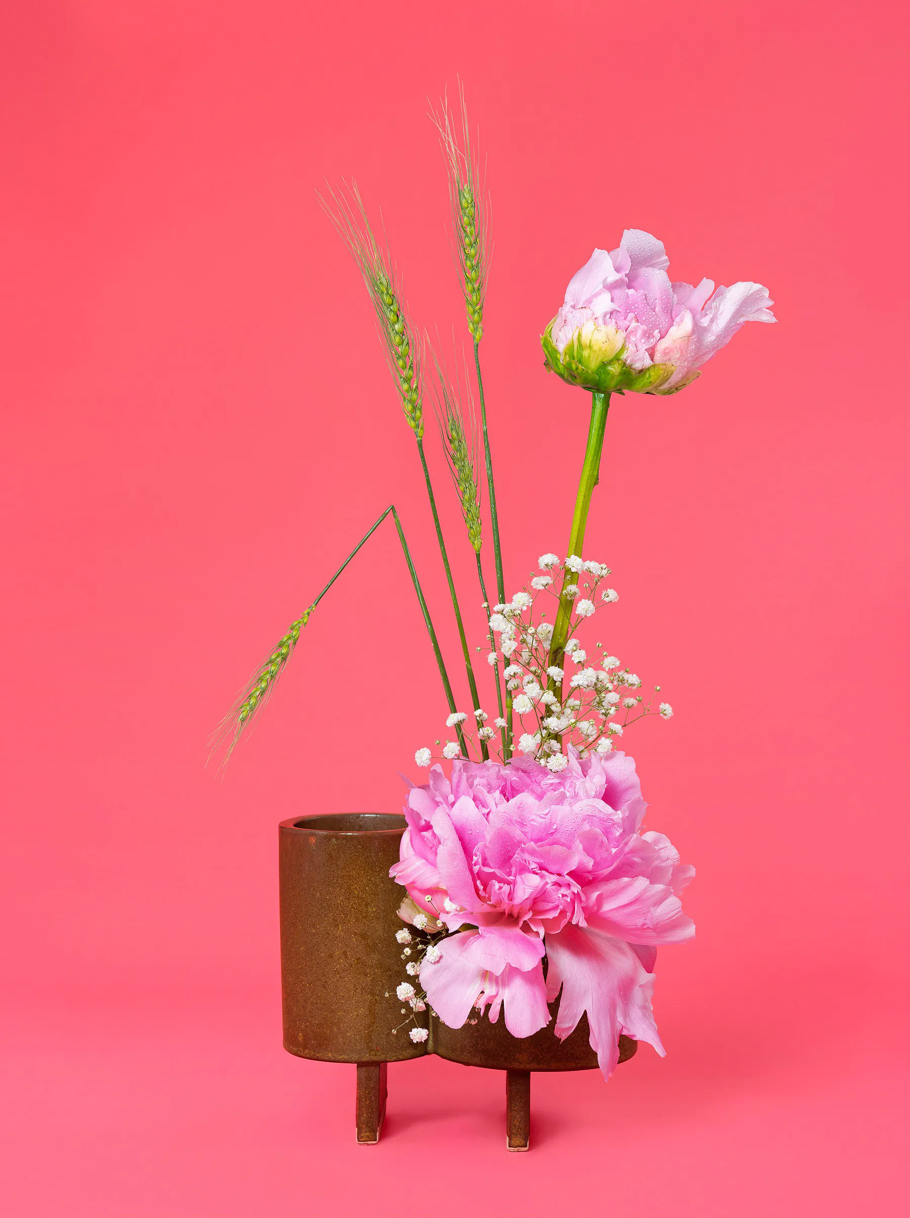 The Party Girl, Peony (Paeonia> sp.) by Ann Shelton
