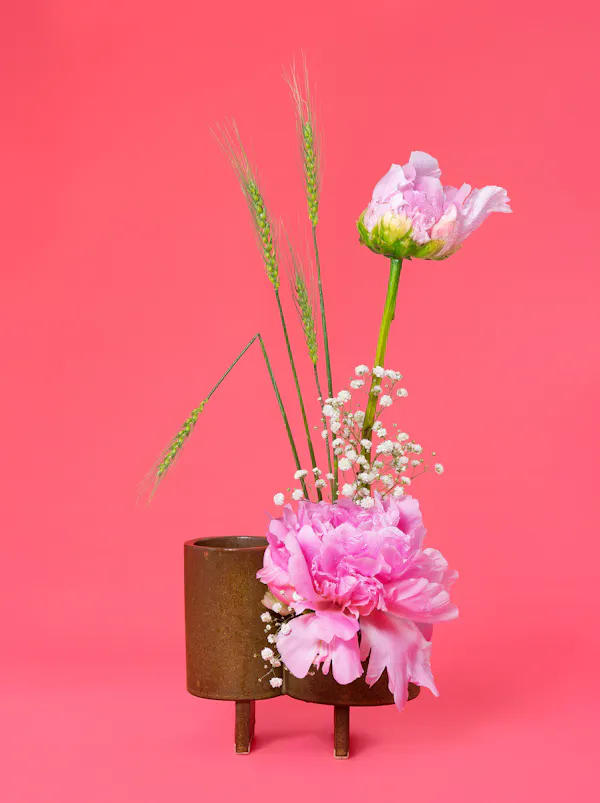 The Party Girl, Peony (Paeonia> sp.) by Ann Shelton