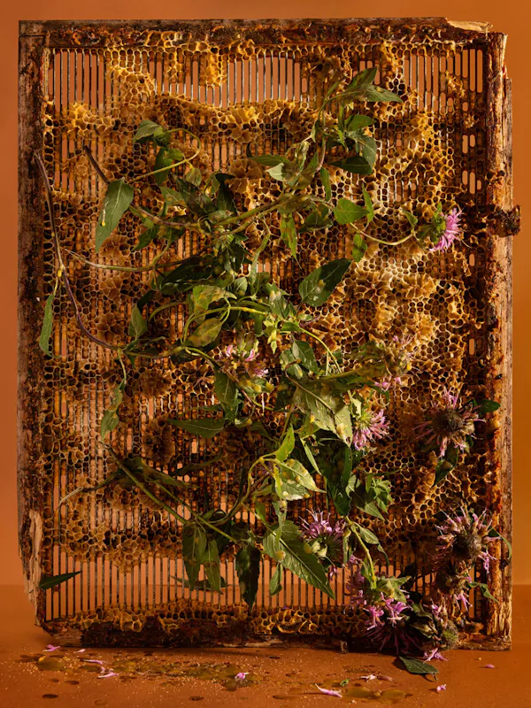 The queen excluder (bergamot, bergamont, bee balm, wild bergamot, number six, oswego tea, horsemint) by Ann Shelton