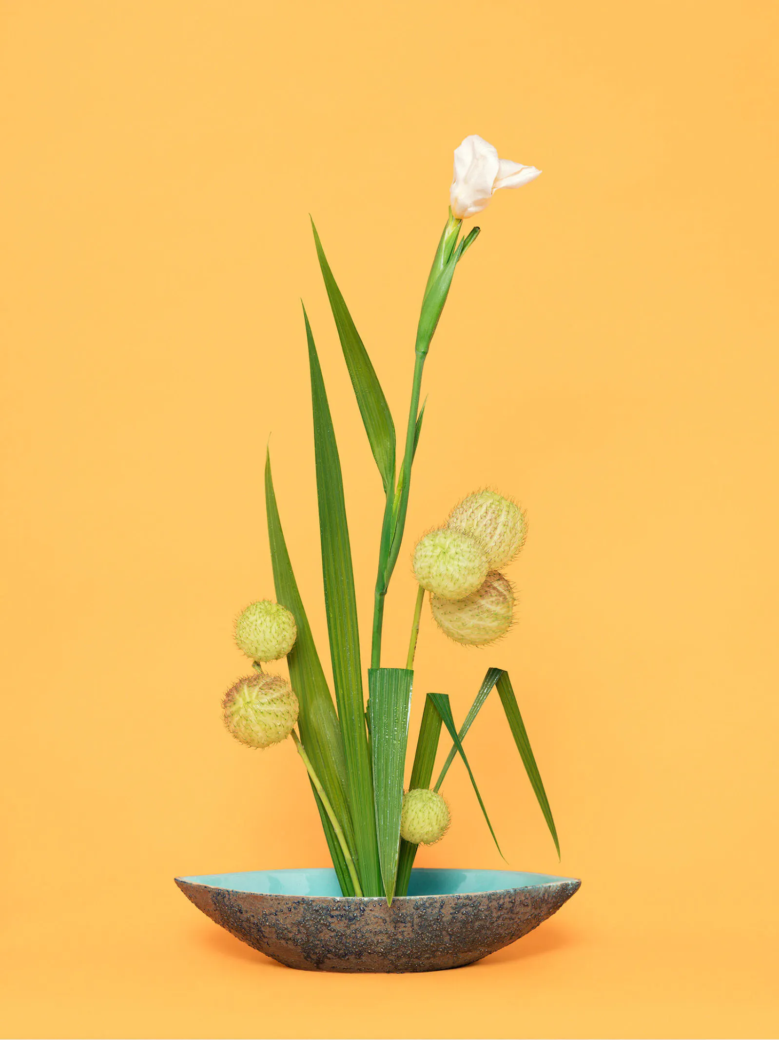 The Super Model, Iris (Iridaceae sp.) by Ann Shelton